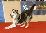 Layla au Concours d'ob&eacute;-rythm&eacute;e &agrave; Winterthur - Border Collie