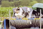 Ghosty En agility - Border Collie