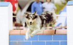 Ghosty En agility - Border Collie