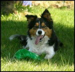 Border Collie tricolore - Border Collie
