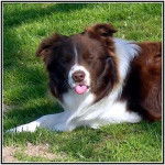 Border Collie chocolat - Border Collie