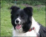 Border Collie : Henzo - Border Collie