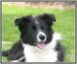 Jeune Border Collie - Border Collie