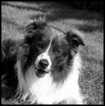 Border Collie portrait noir et blanc - Border Collie