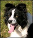 Beau portrait de Border Collie - Border Collie