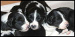 Chiots Borders Collies de 1 mois - Border Collie (1 mois)