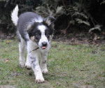 F'Kiwi du Ch&ecirc;ne de Nesle - Border Collie