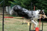 Ghosty Of Maranns Home en agility - Border Collie