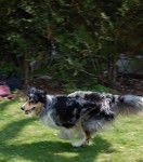 Ghosty Of Maranns Home - Border Collie