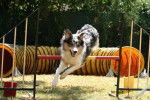 Ghosty Of Maranns Home en agility - Border Collie
