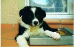Gzenki, Border Collie neuf semaines - Border Collie