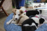 Gold a deux mois avec ses frères et soeurs - Border Collie