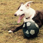 jessie - Border Collie (4 mois)