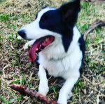 Zara - Border Collie