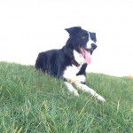 Suzie - Border Collie (5 ans)
