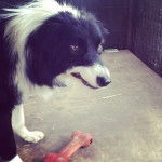 Bear R.I.P - Border Collie M&acirc;le (4 ans)