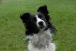 Mozart - Border Collie Mâle (14 ans)