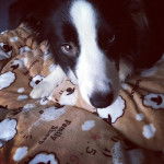 Saku - Border Collie (1 an)