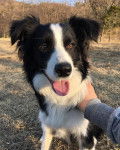 Saku - Border Collie (1 an)