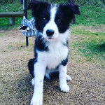 Saku - Border Collie (3 mois)