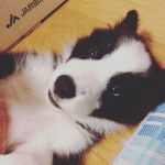 Saba - Border Collie (9 mois)