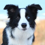 Saba - Border Collie (3 ans)