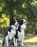 Saba and Saku - Border Collie