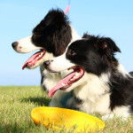 Saba and Saku - Border Collie