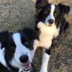 Saba and Saku - Border Collie