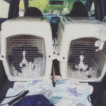 Saba and Saku - Border Collie