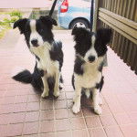 Saba and Saku - Border Collie