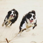 Saba and Saku - Border Collie