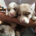 Galio et Y&eacute;na b&eacute;b&eacute; - Border Collie (2 mois)