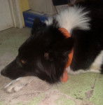 Ginna - Border Collie (2 ans)