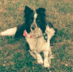 Bojangles "Bo" - Border Collie M&acirc;le (3 ans)