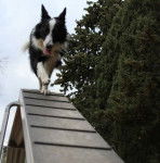 Lixy - Border Collie (2 ans)