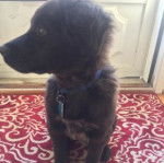 Prancer - Border Collie M&acirc;le (4 mois)