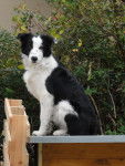 Pepsy - Border Collie Mâle (3 ans)