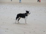 Pepsy - Border Collie Mâle (3 ans)