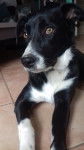 Kayla - Border Collie (7 mois)