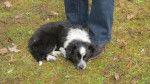 Orka - Border Collie (2 mois)