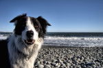 Photo Border Collie