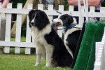 Photo Border Collie