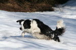 Photo Border Collie