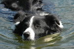 Photo Border Collie