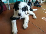 Apache - Border Collie M&acirc;le (3 mois)