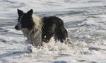 Photo Border Collie