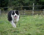 Photo Border Collie