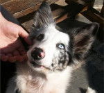 Finette - Border Collie (1 an)
