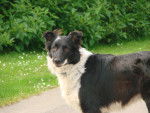 Never - Border Collie (2 ans)